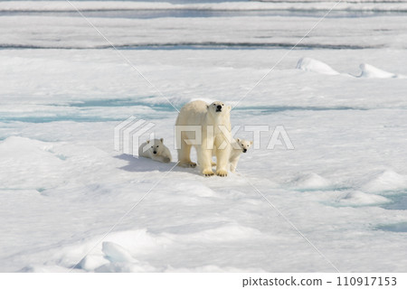 Polar bear mother (Ursus maritimus) and twin cubs on the pack ice, north of Svalbard Arctic Norway Polar bear mother (Ursus maritimus) and twin cubs on the pack ice, north of Svalbard Arctic Norway 110917153