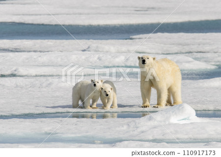 Polar bear mother (Ursus maritimus) and twin cubs on the pack ice, north of Svalbard Arctic Norway Polar bear mother (Ursus maritimus) and twin cubs on the pack ice, north of Svalbard Arctic Norway 110917173
