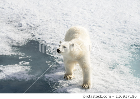 Polar bear (Ursus maritimus) on the pack ice north of Spitsbergen Island, Svalbard, Norway, Scandinavia, Europe Polar bear (Ursus maritimus) on the pack ice north of Spitsbergen Island, Svalbard, Norway, Scandinavia, Europe 110917186