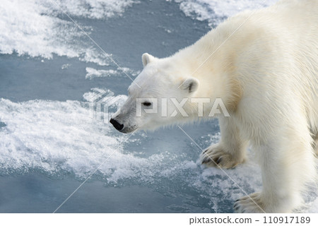 Polar bear (Ursus maritimus) on the pack ice north of Spitsbergen Island, Svalbard, Norway, Scandinavia, Europe Polar bear (Ursus maritimus) on the pack ice north of Spitsbergen Island, Svalbard, Norway, Scandinavia, Europe 110917189