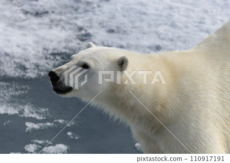 Polar bear (Ursus maritimus) on the pack ice north of Spitsbergen Island, Svalbard, Norway, Scandinavia, Europe Polar bear (Ursus maritimus) on the pack ice north of Spitsbergen Island, Svalbard, Norway, Scandinavia, Europe 110917191