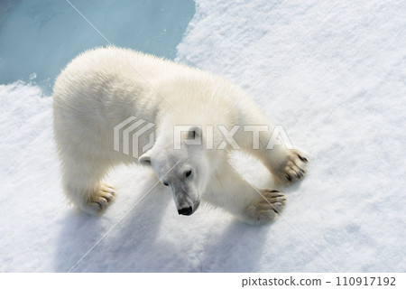 Polar bear (Ursus maritimus) on the pack  ice north of Spitsbergen Island, Svalbard, Norway, Scandinavia, Europe 110917192
