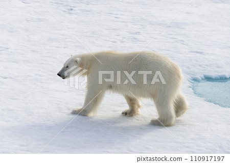 Polar bear (Ursus maritimus) on the pack  ice north of Spitsbergen Island, Svalbard, Norway, Scandinavia, Europe 110917197