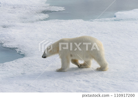 Polar bear (Ursus maritimus) on the pack  ice north of Spitsbergen Island, Svalbard, Norway, Scandinavia, Europe 110917200