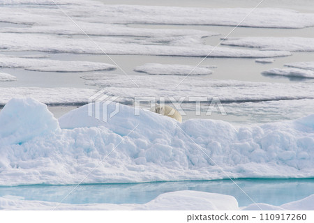 Polar bear (Ursus maritimus) on the pack ice north of Spitsbergen Island, Svalbard, Norway, Scandinavia, Europe Polar bear (Ursus maritimus) on the pack ice north of Spitsbergen Island, Svalbard, Norway, Scandinavia, Europe 110917260