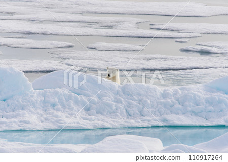 Polar bear (Ursus maritimus) on the pack ice north of Spitsbergen Island, Svalbard, Norway, Scandinavia, Europe Polar bear (Ursus maritimus) on the pack ice north of Spitsbergen Island, Svalbard, Norway, Scandinavia, Europe 110917264