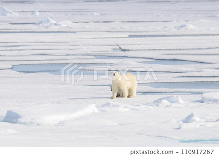 Polar bear (Ursus maritimus) on the pack ice north of Spitsbergen Island, Svalbard, Norway, Scandinavia, Europe Polar bear (Ursus maritimus) on the pack ice north of Spitsbergen Island, Svalbard, Norway, Scandinavia, Europe 110917267