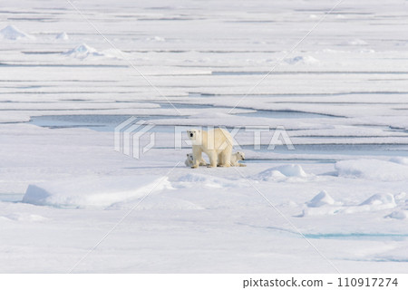 Polar bear (Ursus maritimus) on the pack  ice north of Spitsbergen Island, Svalbard, Norway, Scandinavia, Europe 110917274