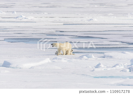 Polar bear (Ursus maritimus) on the pack  ice north of Spitsbergen Island, Svalbard, Norway, Scandinavia, Europe 110917278