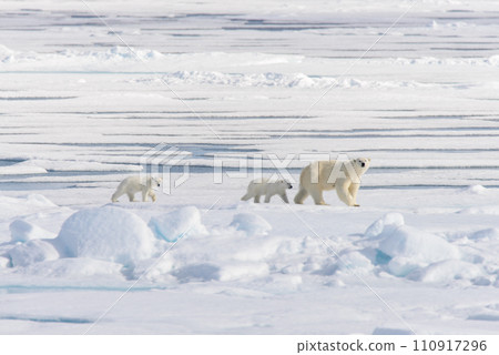 Polar bear mother (Ursus maritimus) and twin cubs on the pack ice, north of Svalbard Arctic Norway Polar bear mother (Ursus maritimus) and twin cubs on the pack ice, north of Svalbard Arctic Norway 110917296