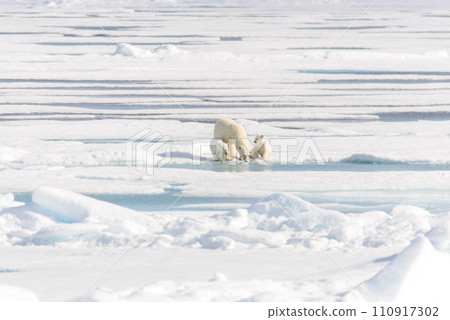 Polar bear mother (Ursus maritimus) and twin cubs on the pack ice, north of Svalbard Arctic Norway Polar bear mother (Ursus maritimus) and twin cubs on the pack ice, north of Svalbard Arctic Norway 110917302