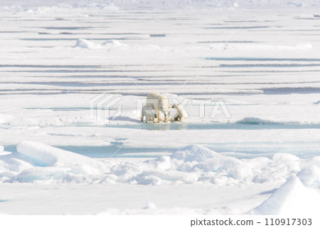Polar bear mother (Ursus maritimus) and twin cubs on the pack ice, north of Svalbard Arctic Norway Polar bear mother (Ursus maritimus) and twin cubs on the pack ice, north of Svalbard Arctic Norway 110917303