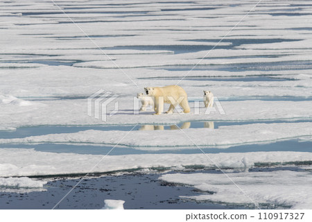 Polar bear mother (Ursus maritimus) and twin cubs on the pack ice, north of Svalbard Arctic Norway 110917327