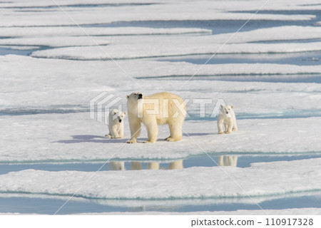 Polar bear mother (Ursus maritimus) and twin cubs on the pack ice, north of Svalbard Arctic Norway 110917328