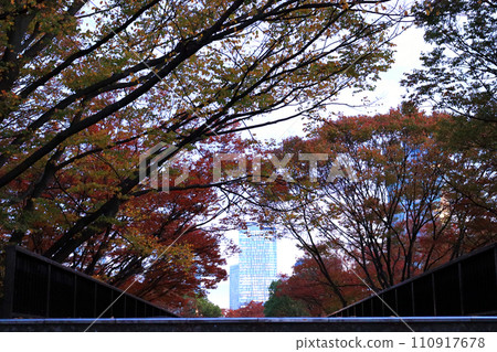 秋天的樹木和摩天大樓 秋天的樹木和摩天大樓 110917678
