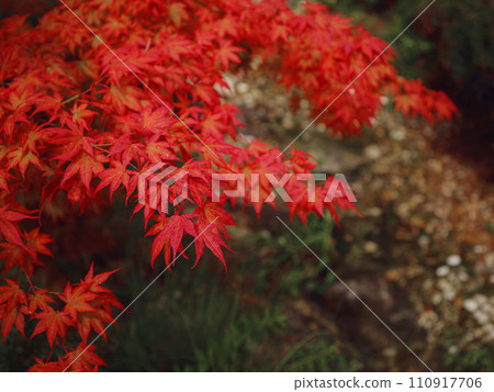 Beautiful autumn leaves that turned red in autumn in Japan. Japanese Maple tree called Acer Palmatum Fireglow in bright sunshine. 110917706