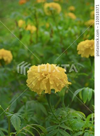 Beautiful yellow african marigold flowers in garden;top view. 110918371