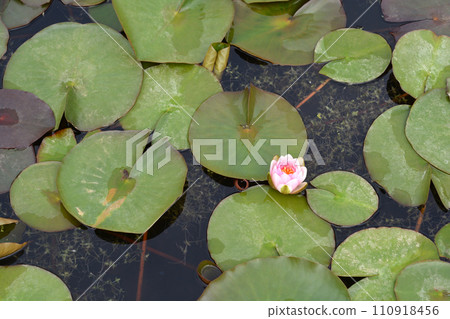 Pink Rene Gerard water lily Pink Rene Gerard water lily 110918456
