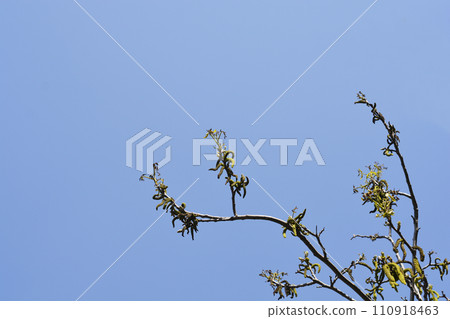 Common walnut 110918463