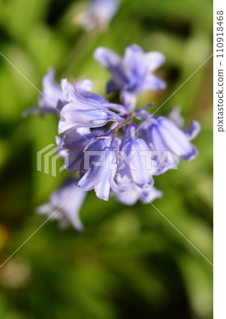 Spanish bluebell 110918468