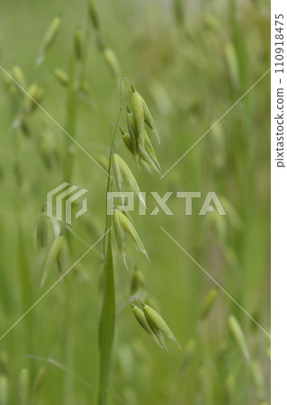 Common oat 110918475