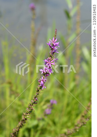 Purple loosestrife Purple loosestrife 110918483