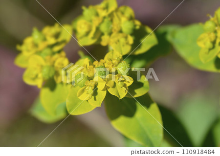 Cushion spurge 110918484
