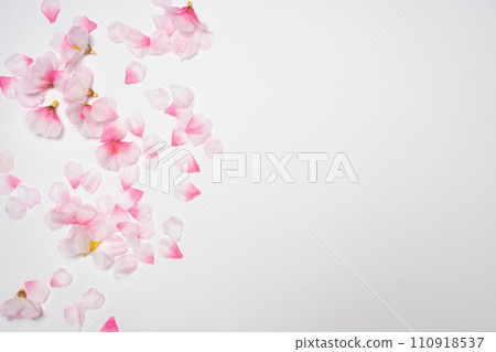櫻花花瓣植物框架 110918537