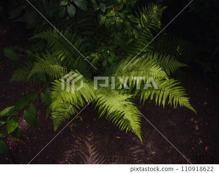 Beautiful ferns leaves green foliage. Close up of beautiful growing ferns in forest or park. Rainforest jungle landscape. Green plants nature wallpaper. Organic nature background. 110918622