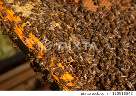 Working bees on the brown honeycomb with sweet honey.. Working bees on the brown honeycomb with sweet honey.. 110918848