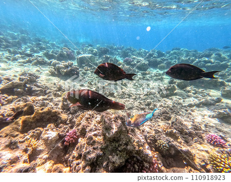 Close up view of Hipposcarus longiceps or Longnose Parrotfish (Hipposcarus Harid) at coral reef.. Close up view of Hipposcarus longiceps or Longnose Parrotfish (Hipposcarus Harid) at coral reef.. 110918923