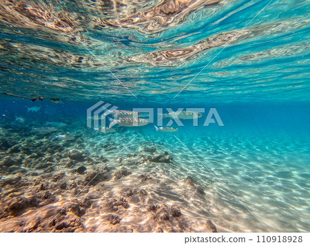 Shoal Gray Mullet fish (Mugil Cephalus) swimming at the coral reef in the Red Sea, Egypt.. 110918928