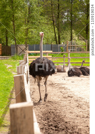 African ostrich walk in the paddock. Common Ostrich is the largest living bird on the planet.. African ostrich walk in the paddock. Common Ostrich is the largest living bird on the planet.. 110919034