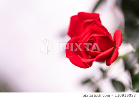 鮮紅的玫瑰影像 110919058