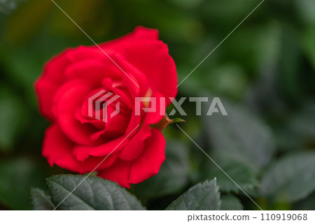 鮮紅的玫瑰影像 鮮紅的玫瑰影像 110919068