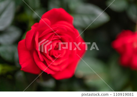 bright red rose image bright red rose image 110919081