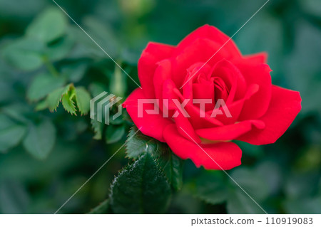 bright red rose image 110919083