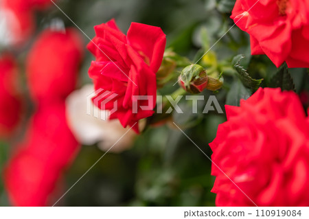 bright red rose image 110919084