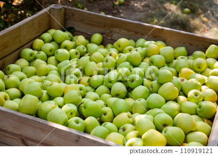 Apples harvest in big crate Apples harvest in big crate 110919121