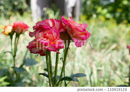 Beautiful pink rose bush growing in the garden.. Beautiful pink rose bush growing in the garden.. 110919128