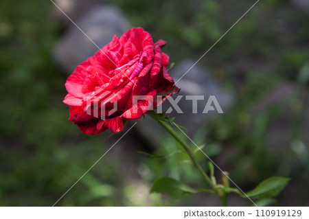Beautiful pink rose bush growing in the garden.. 110919129