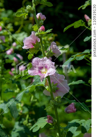 Soft pink flowers of musk mallow or lavatera on a green background. Soft pink flowers of musk mallow or lavatera on a green background. 110919130