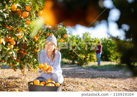 Positive skillful middle-aged woman farmer in plaid shirt harvesting fresh mandarins in orchard on sunny day 110919164