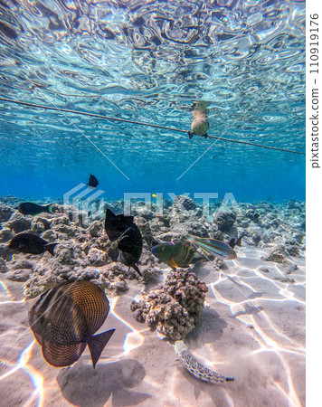 Shoal of differend kinds of the fish -  sailfin tang, Longnose Parrotfish, Picasso trigger, Birdmouth wrasse, Klunzinger's wrasse and other tropical fish swimming at the coral reef in the Red Sea, 110919176