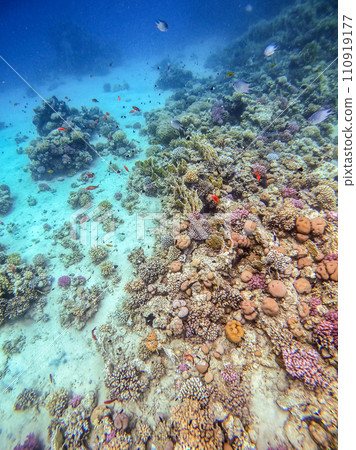 Underwater life of reef with corals, shoal of Lyretail anthias (Pseudanthias squamipinnis) and other kinds of tropical fish. Coral Reef at the Red Sea, Egypt. 110919177