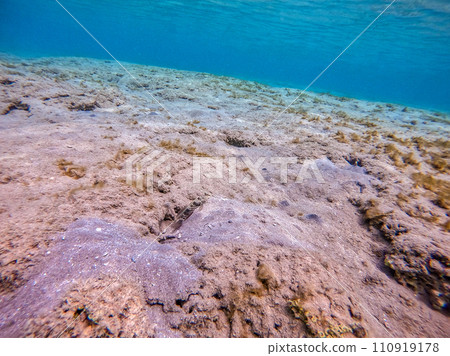 Harlequin prawn goby known as Cryptocentrus caeruleopunctatus underwater in the Red Sea, Egypt.. Harlequin prawn goby known as Cryptocentrus caeruleopunctatus underwater in the Red Sea, Egypt.. 110919178