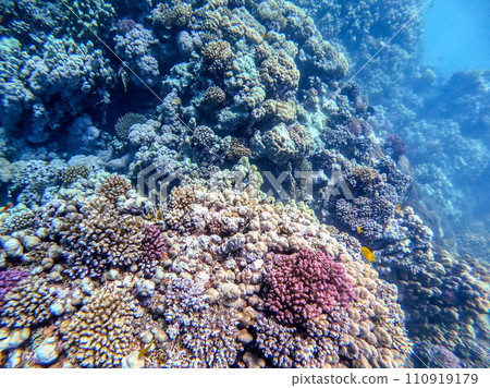 Underwater life of reef with corals and tropical fish. Coral Reef at the Red Sea, Egypt. 110919179