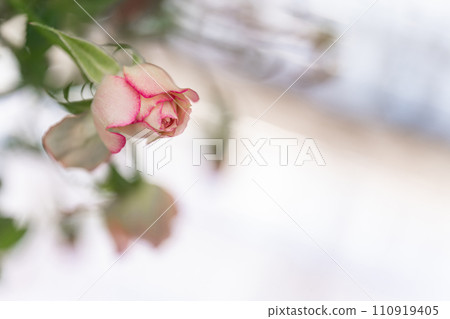 mini rose image 110919405