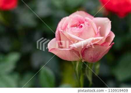 mini rose image 110919409