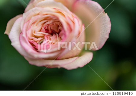 mini rose image 110919410